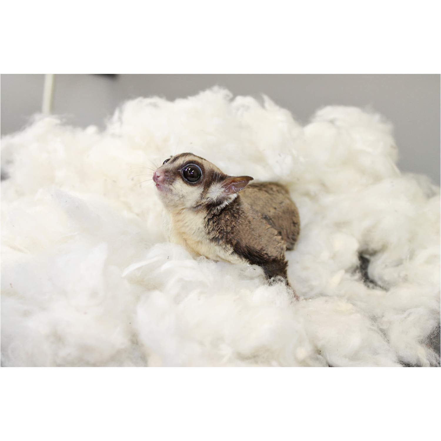 Exotic Nutrition: textura sin tintes, cama ecológica suave para mascotas.