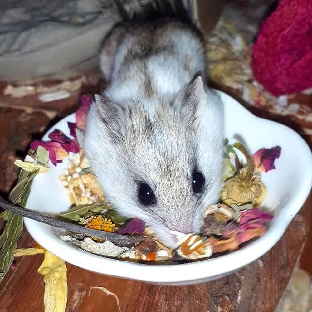 Exotic Nutrition Herbivore Treats 6 Pack daily-enrichment image signals routine variety and engagement.