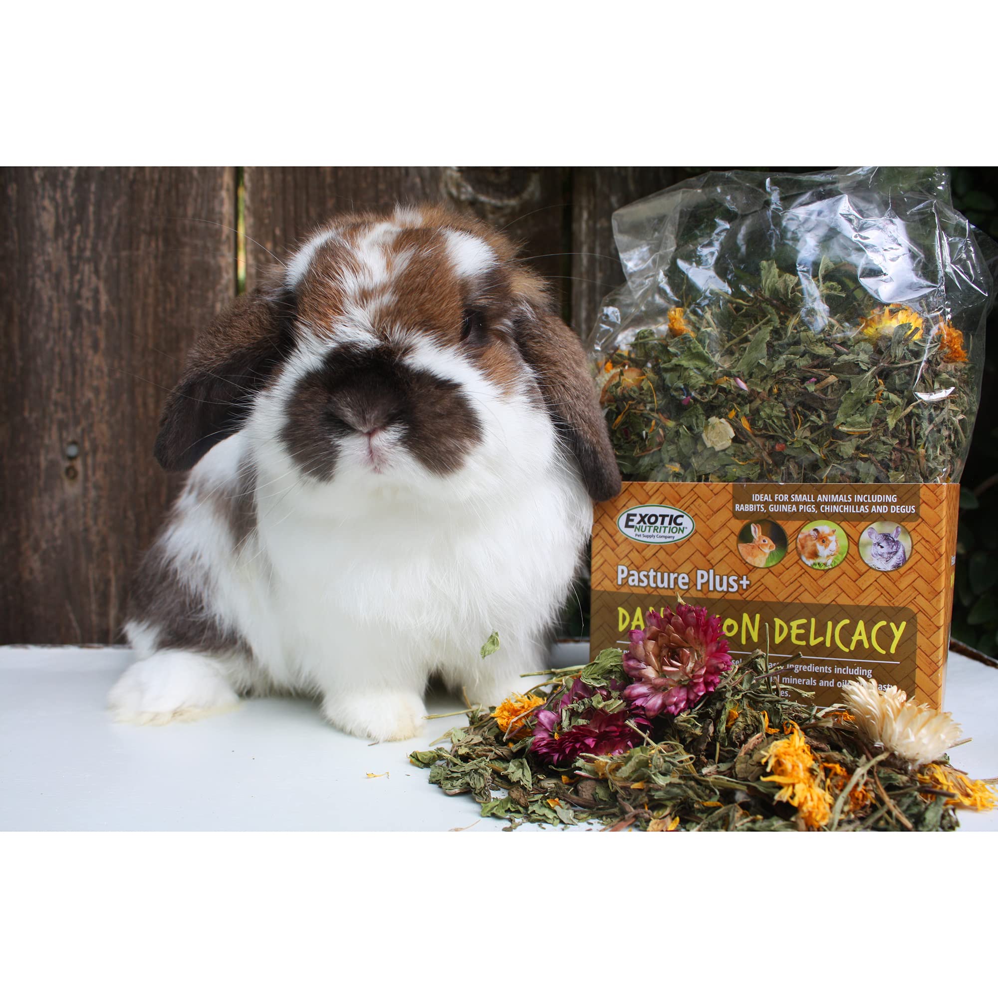 Exotic Nutrition Mascota comiendo diente de león, experiencia de alimentación atractiva y saludable.