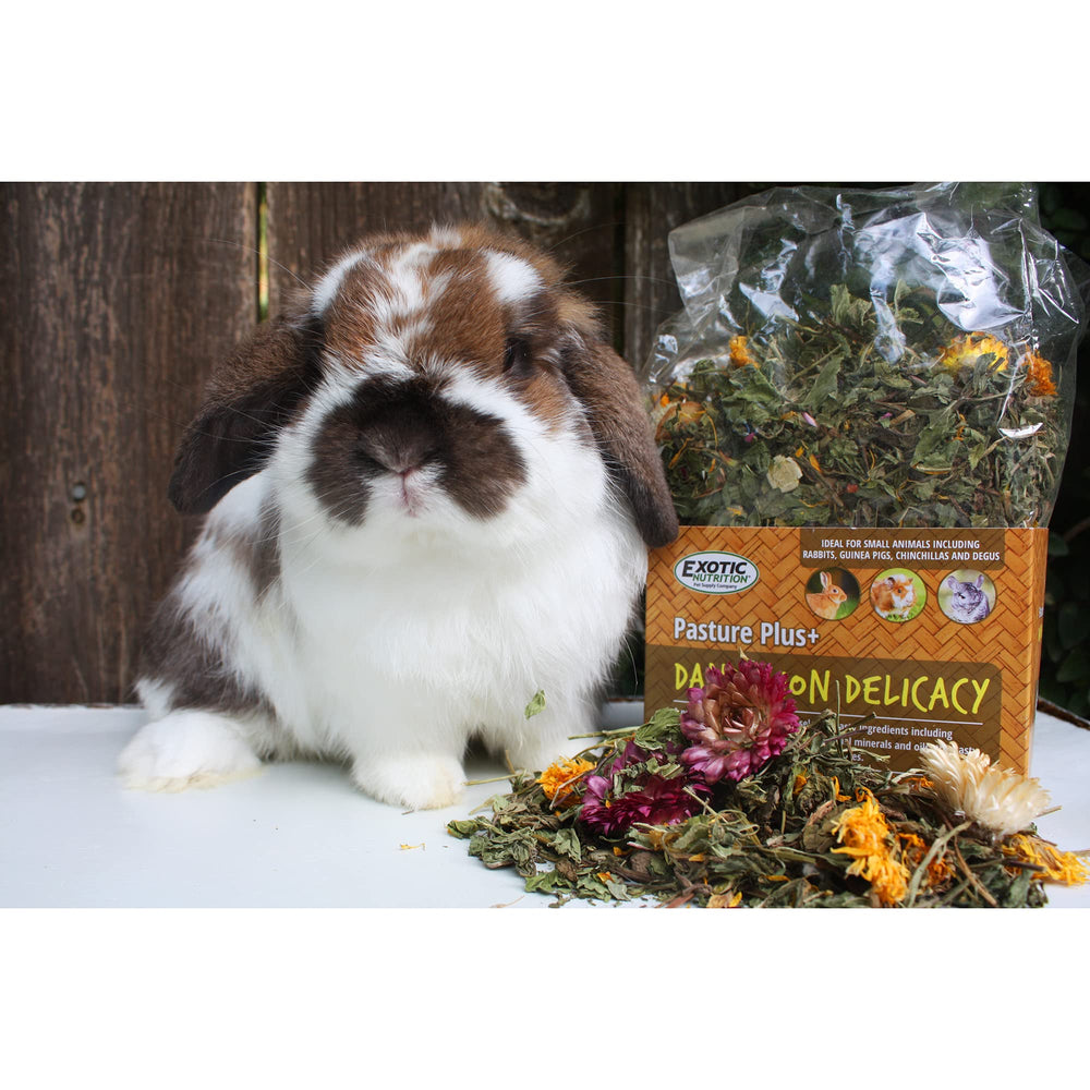 Exotic Nutrition Mascota comiendo diente de león, experiencia de alimentación atractiva y saludable.