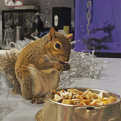Exotic Nutrition natural-treats image highlights wholesome snacks for enrichment