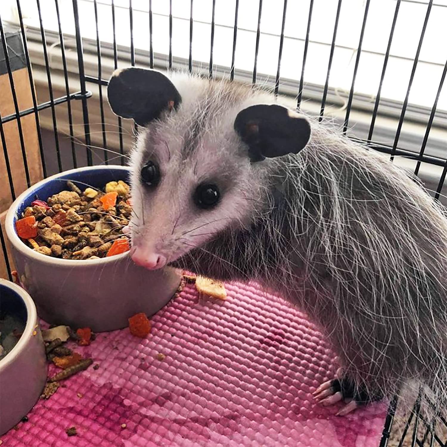 Exotic Nutrition Opossum feeding-setup demonstrates simple, convenient daily feeding.