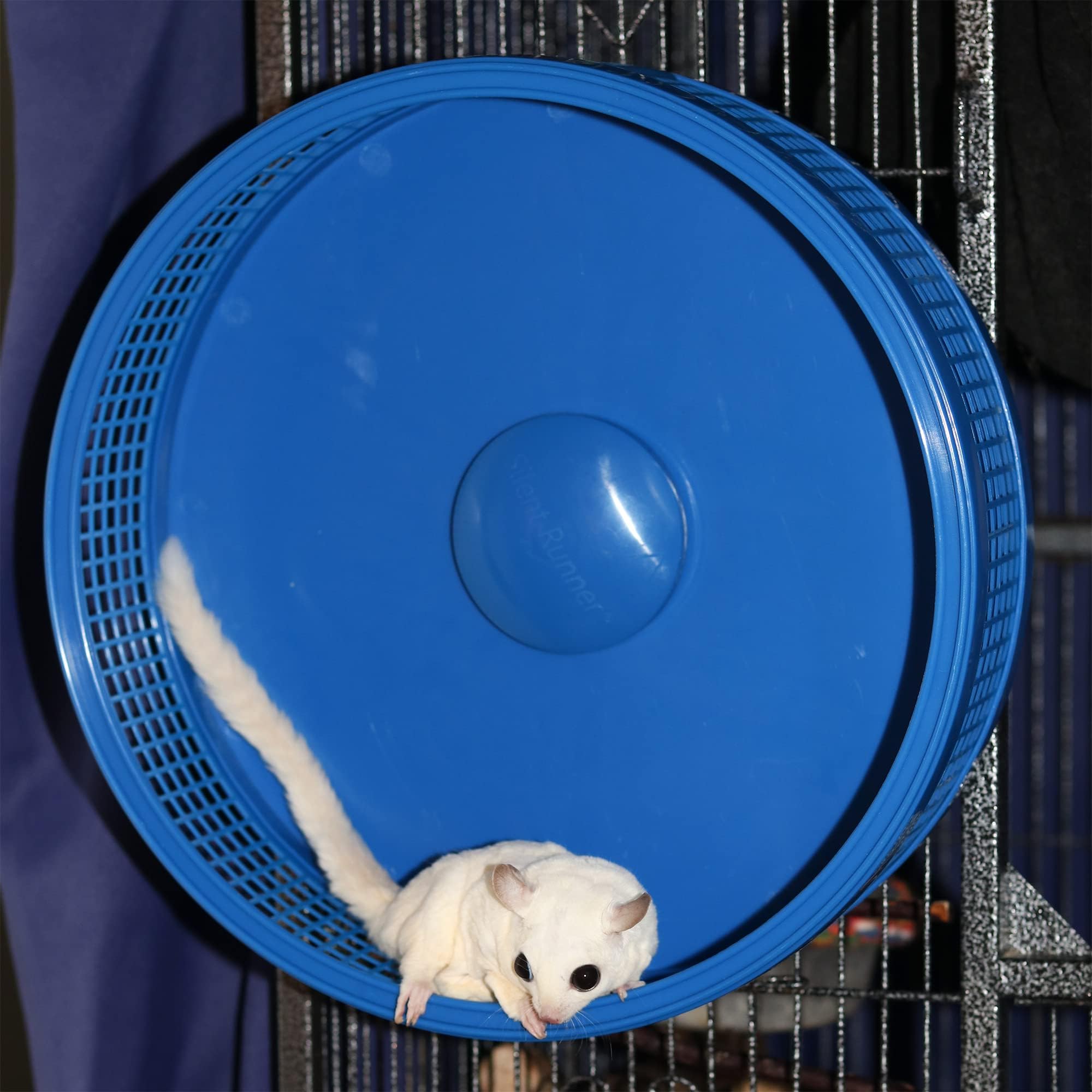 Exotic Nutrition Silent Runner Pro wheel dual-ball bearing ensures smooth, quiet operation during play.