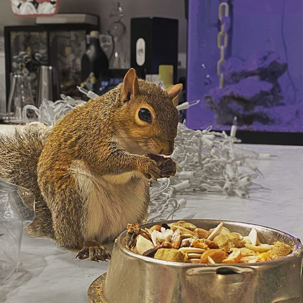 Exotic Nutrition Squirrel Complete dental-nuts image illustrating chewing for exercise.