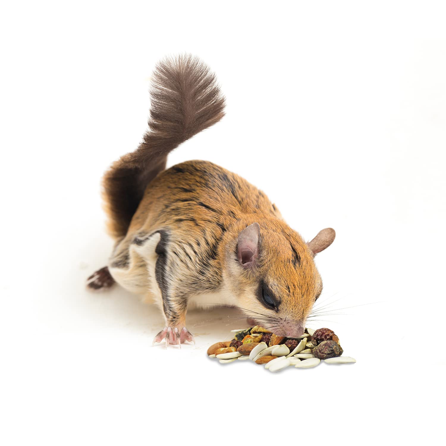 Exotic Nutrition Squirrel Complete fresh-batch packaging conveys quality and freshness.