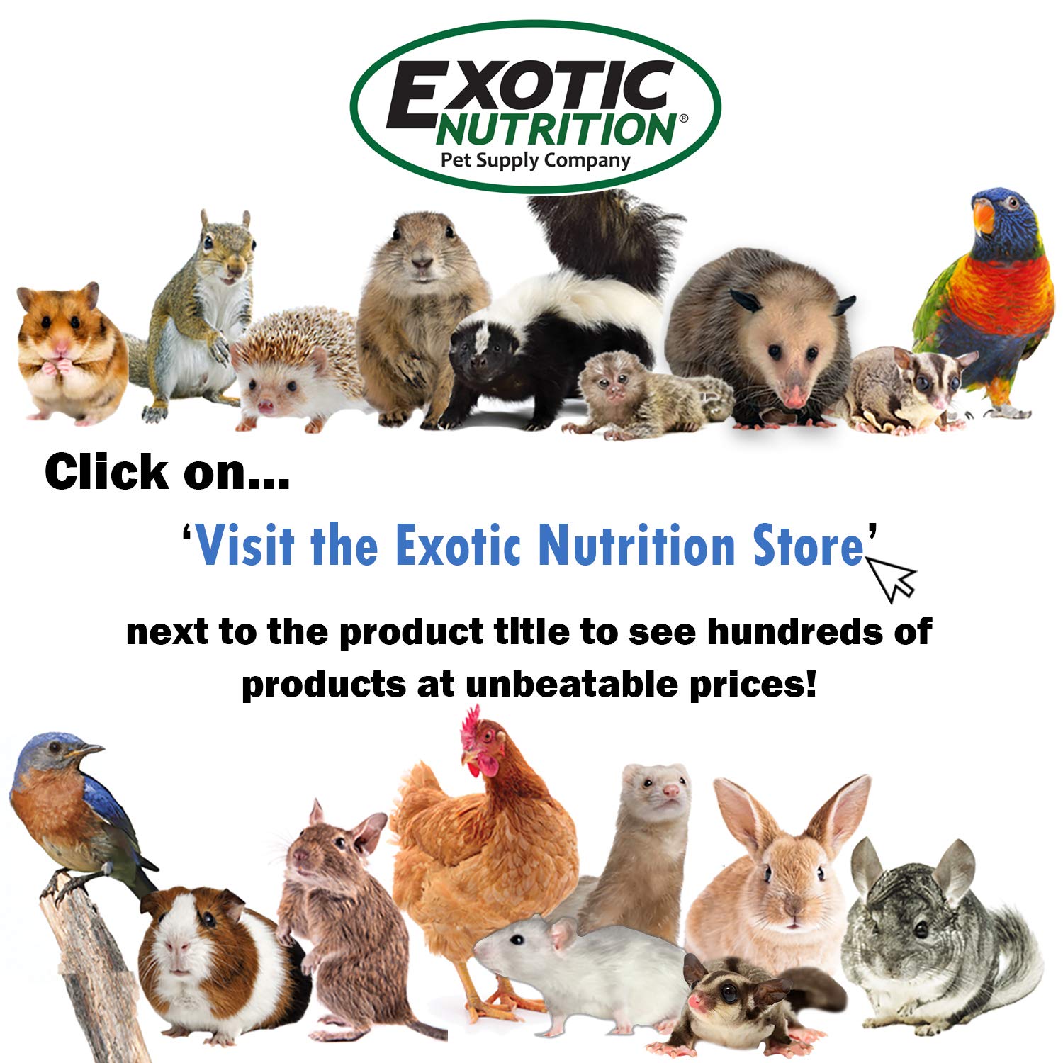 Exotic Nutrition squirrels-enjoy-moments image captures real feeding interactions