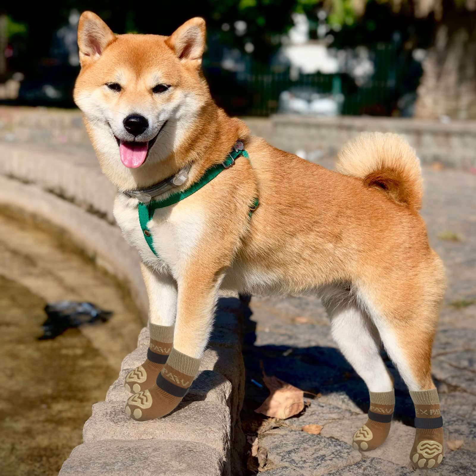 EXPAWLORER socks shown on dogs of different sizes for versatile fit