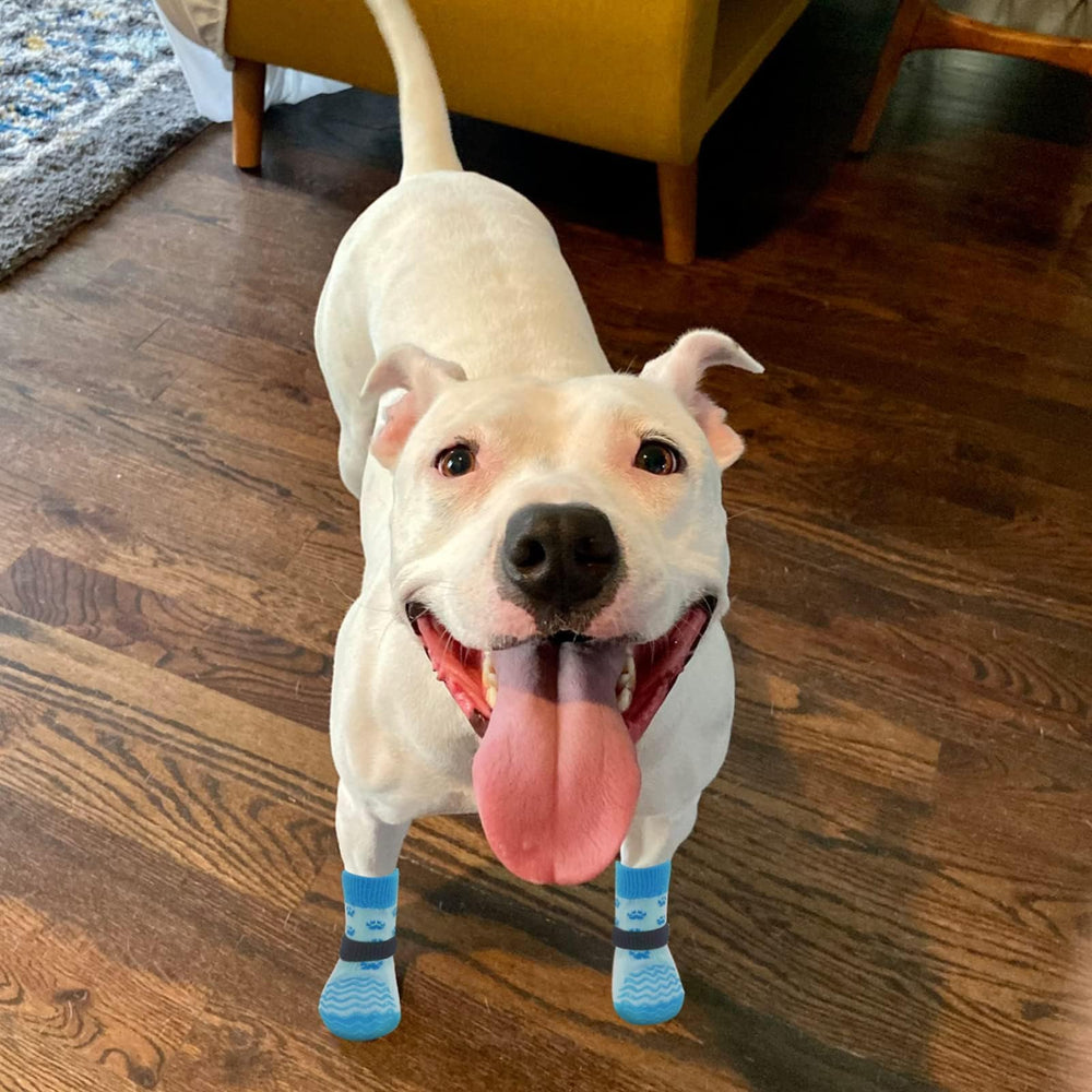 EXPAWLORER calzado para perros de invierno y verano