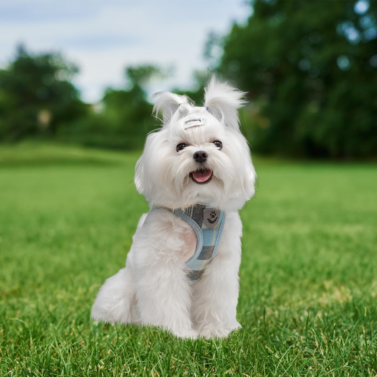 EXPAWLORER plaid harness with leash set, ideal for daily outdoor training.