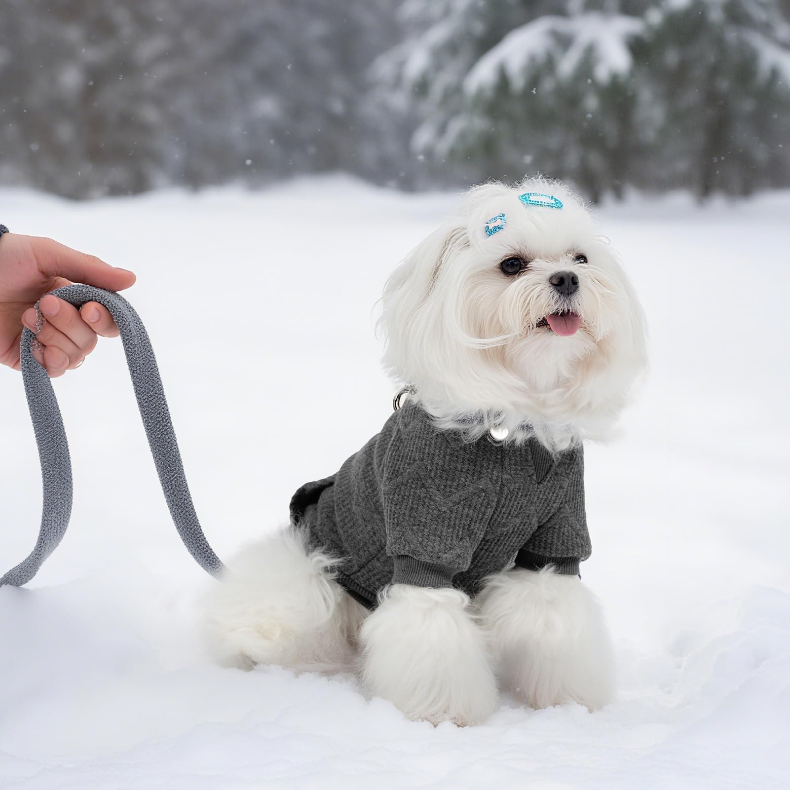 EXPAWLORER hoodie on dog during walk demonstrates weather friendly warmth.