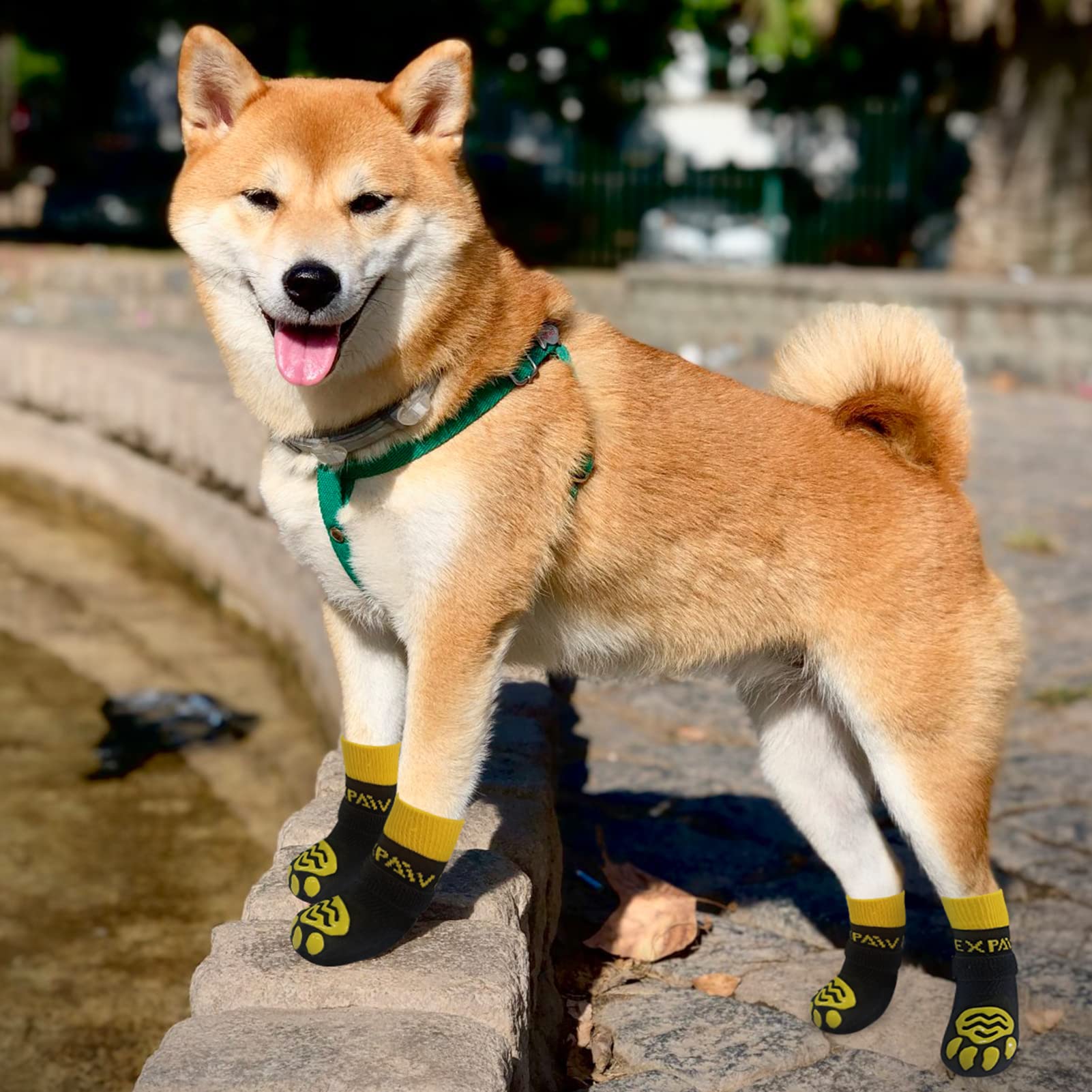 EXPAWLORER dog socks pack of 3 with belts for sizing flexibility