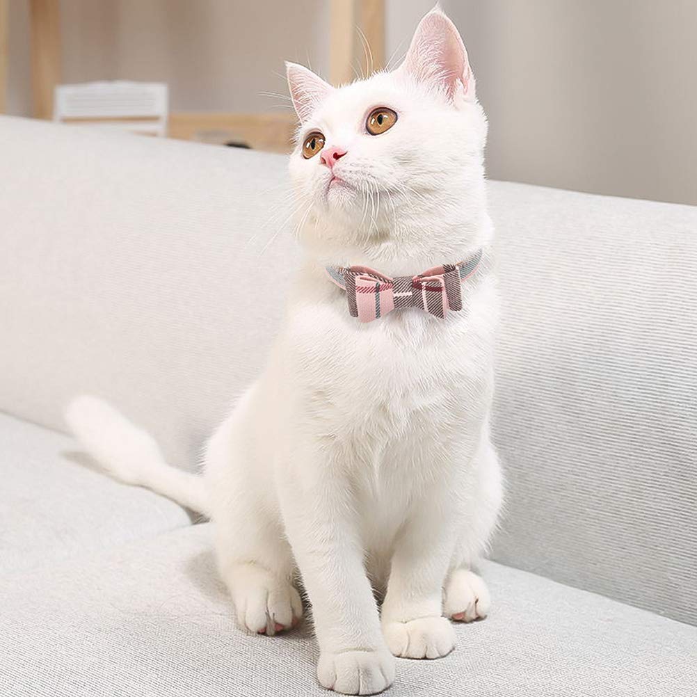 EXPAWLORER dog wearing plaid collar for everyday style