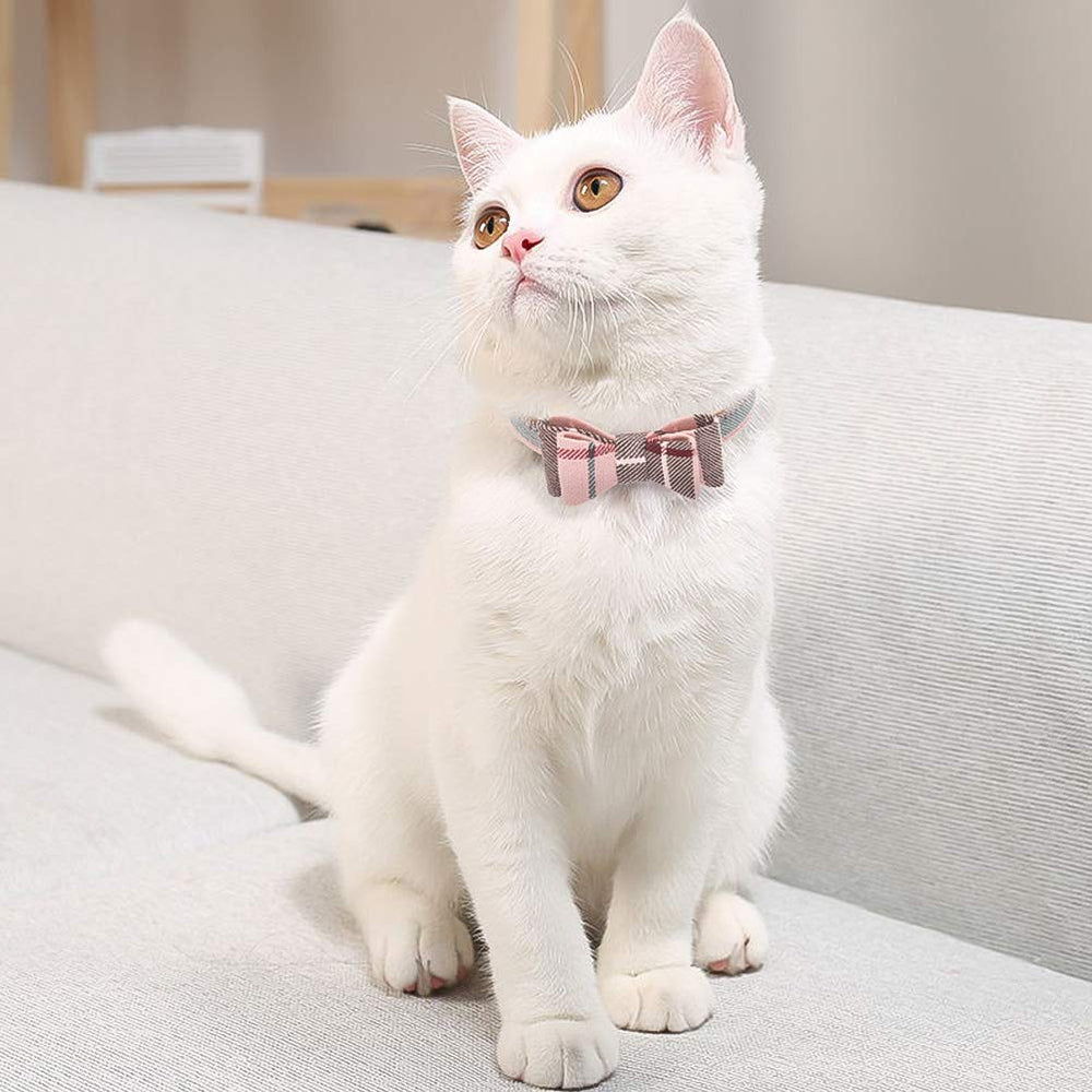 EXPAWLORER dog wearing plaid collar for everyday style