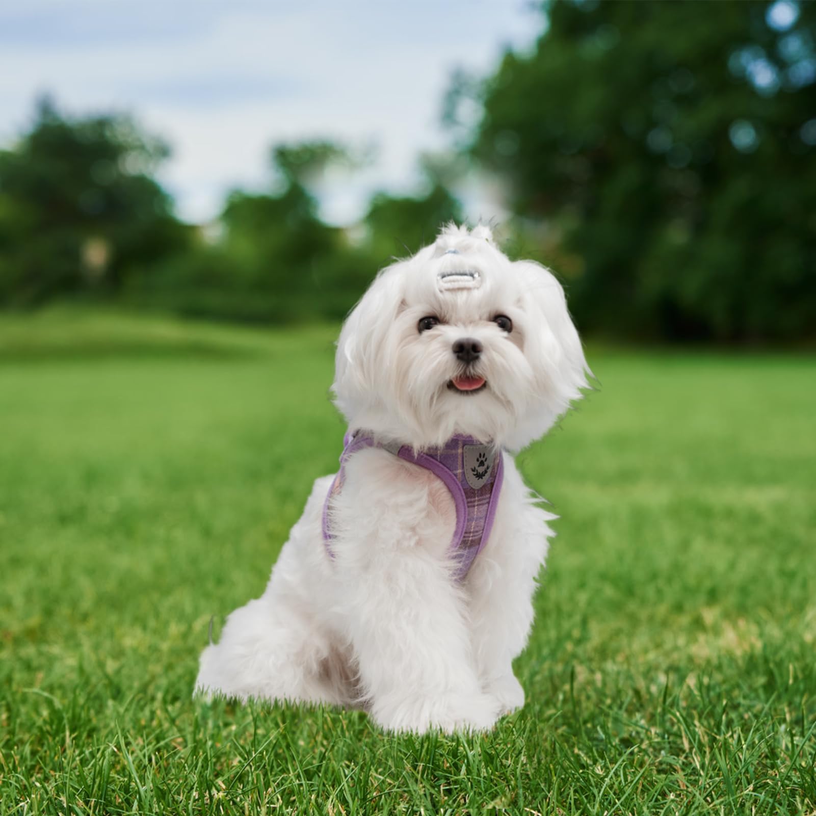 EXPAWLORER outdoor-walk-daily-setup-plaid-purple ideal for outdoors