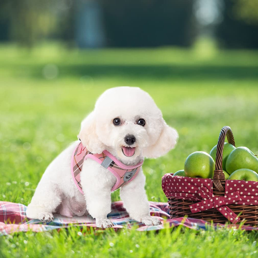 EXPAWLORER Soft padded mesh keeps small dogs comfortable outdoors