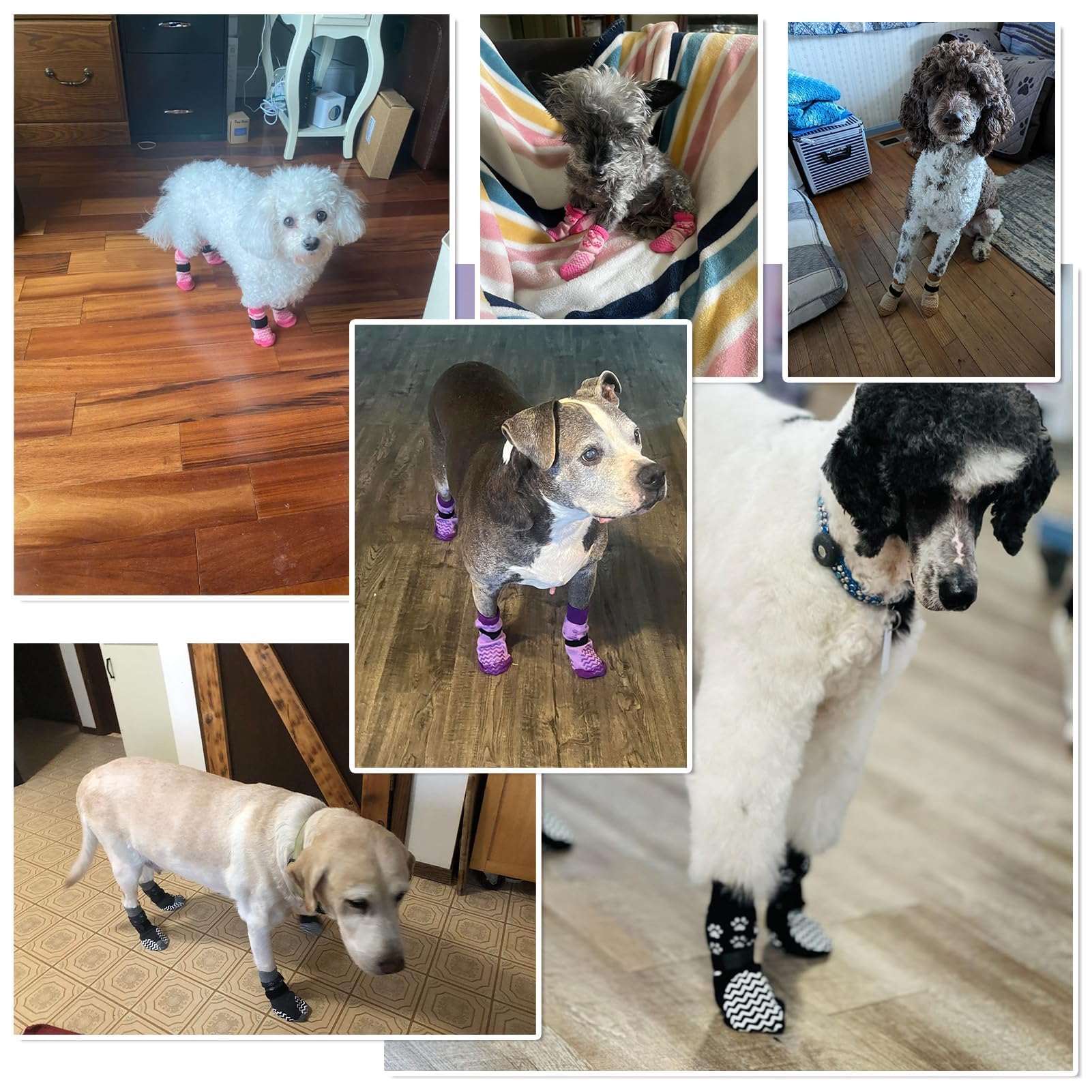 EXPAWLORER uso diario en interiores y exteriores, protección de patas.