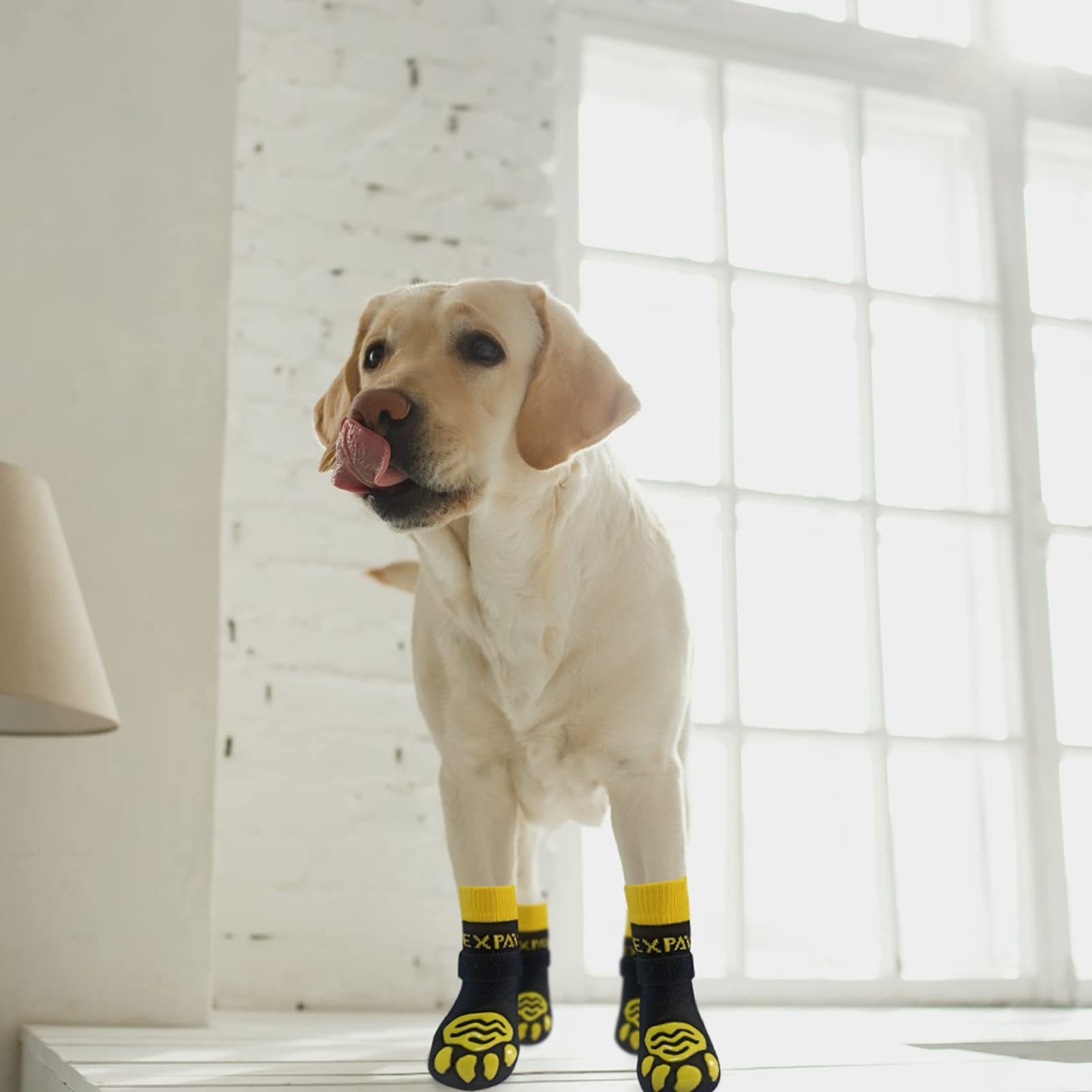 EXPAWLORER puppy small dog use image showing versatile protection across breeds