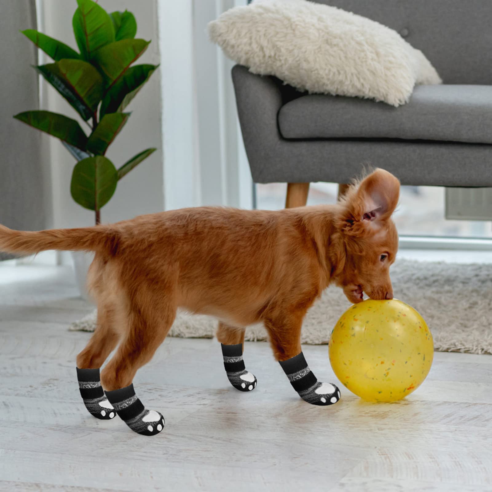EXPAWLORER tallas múltiples aseguran compatibilidad con perros de diferentes tamaños.