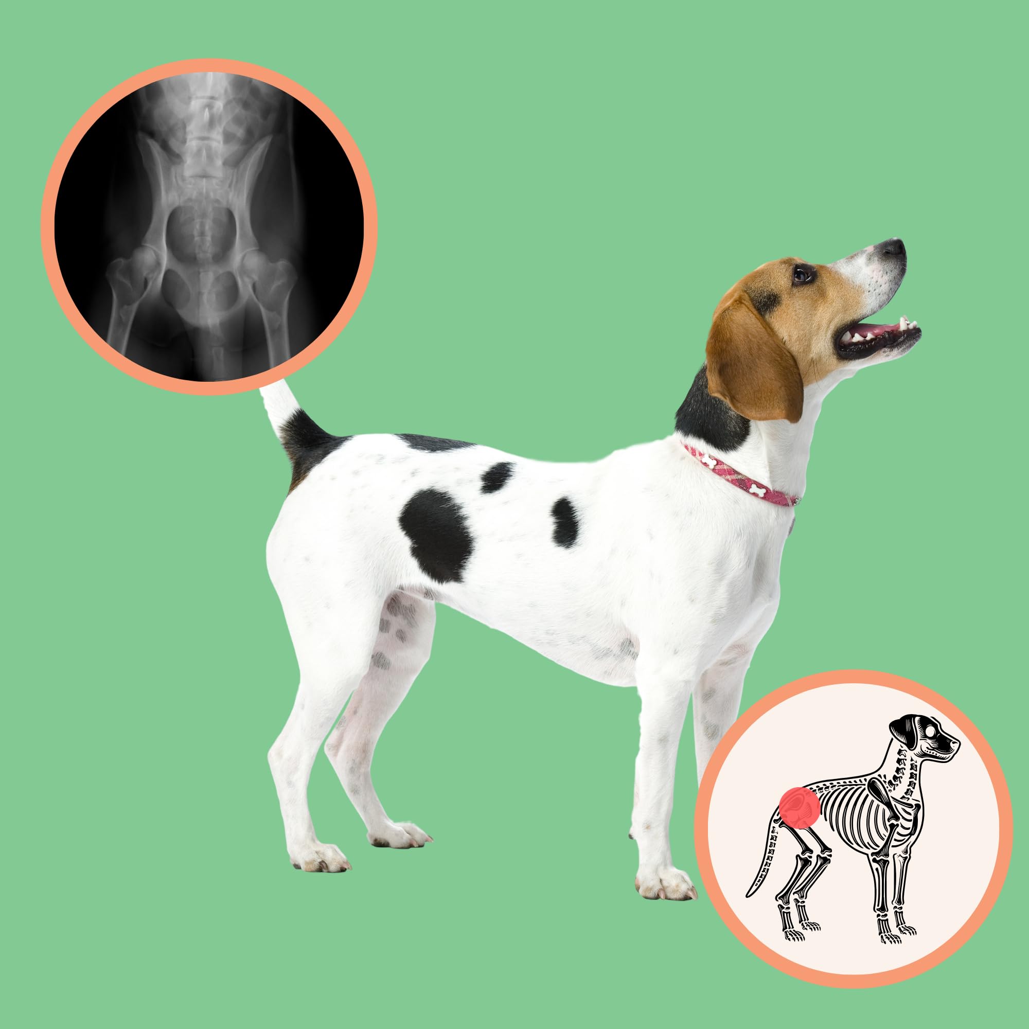 Extend Joint Care for Dogs dog playing after dosing shows mobility-friendly benefits.