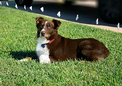 Extreme Dog Fence 14AWG boundary wire withstands outdoor conditions for reliable fencing.