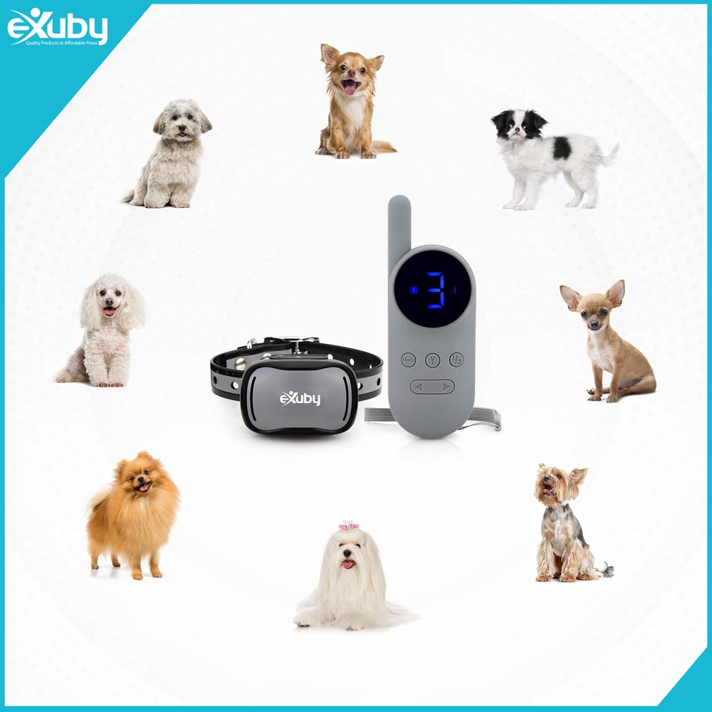 eXuby tiny shock collar blue plate adds personalization options