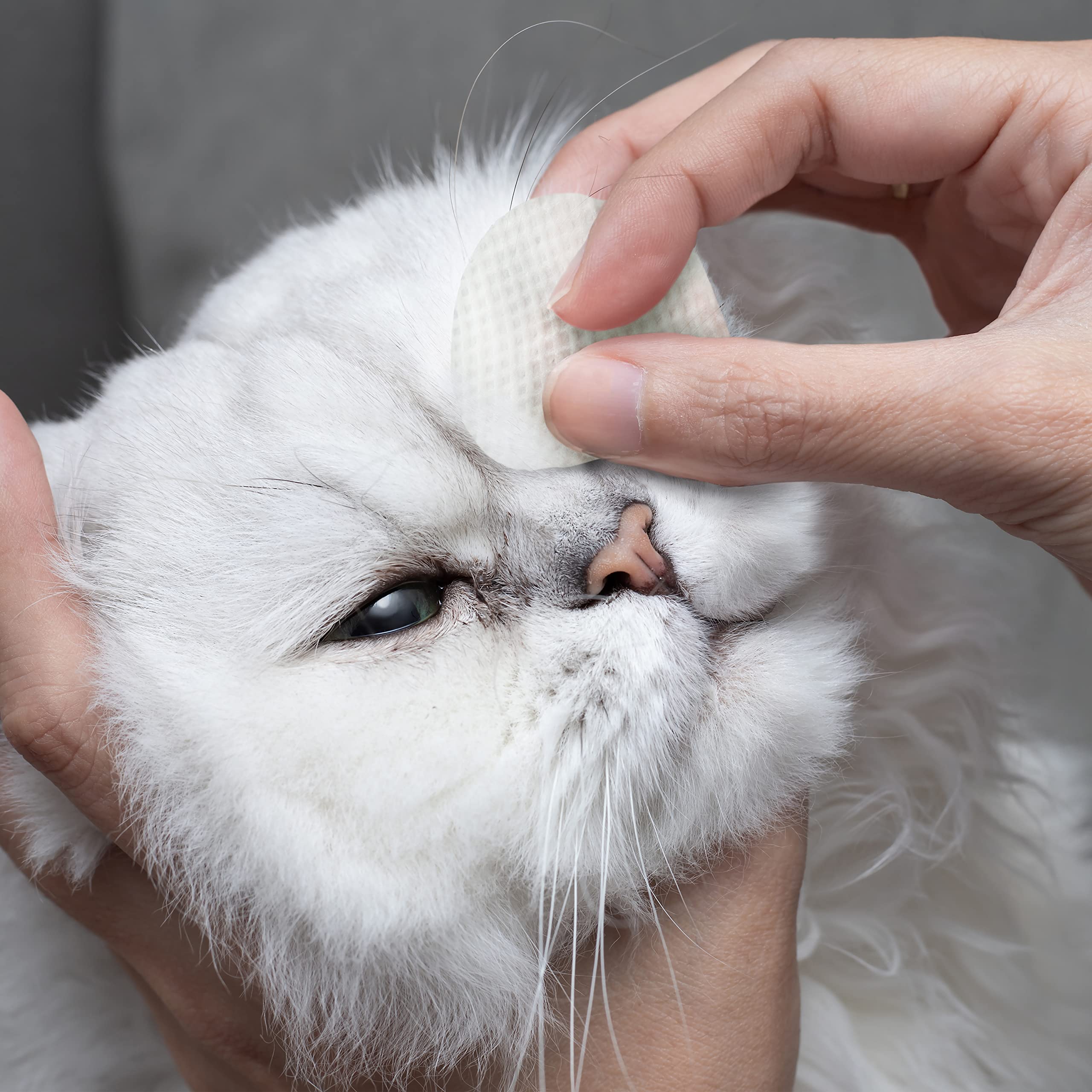 Eye Envy Tear Stain Wipes in use around a cat eyes