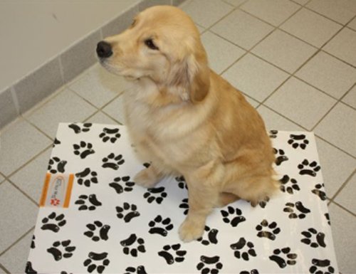 Ezee~Visit Pet Vet Mat multi-use design supports home, car, or clinical environments.