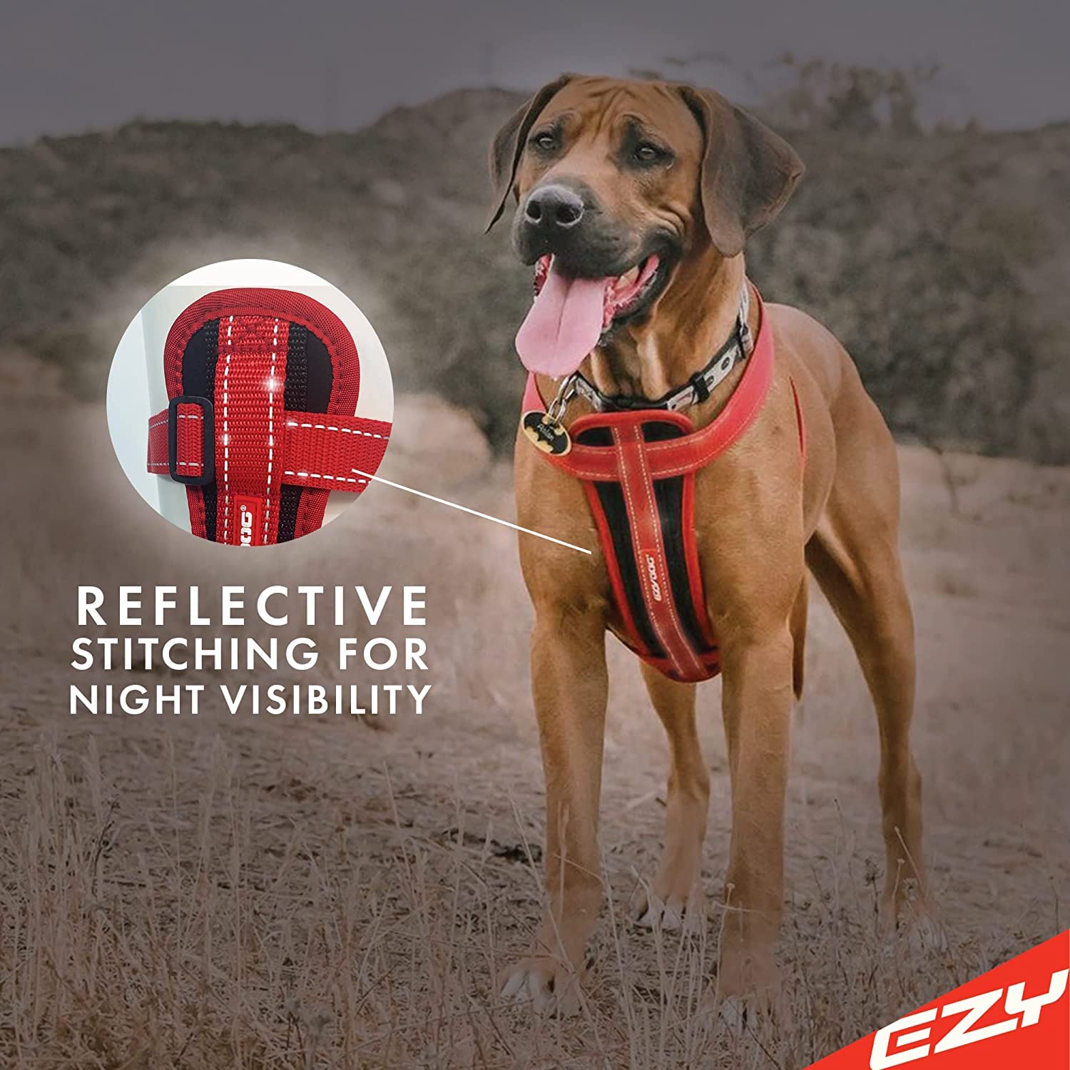 EzyDog chest plate harness on dog during walk illustrating controlled, comfortable movement