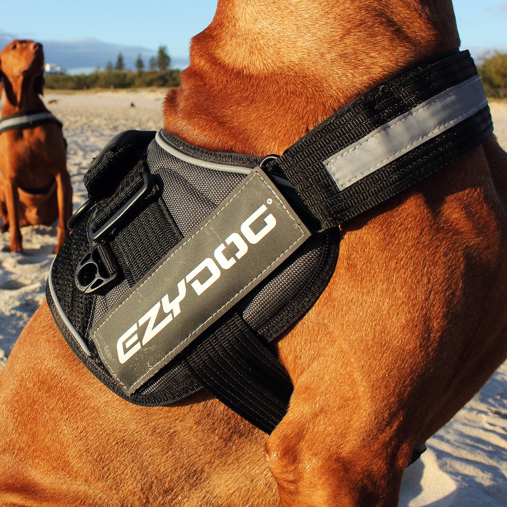EzyDog Convert small charcoal reflective piping boosts visibility for early morning or dusk walks