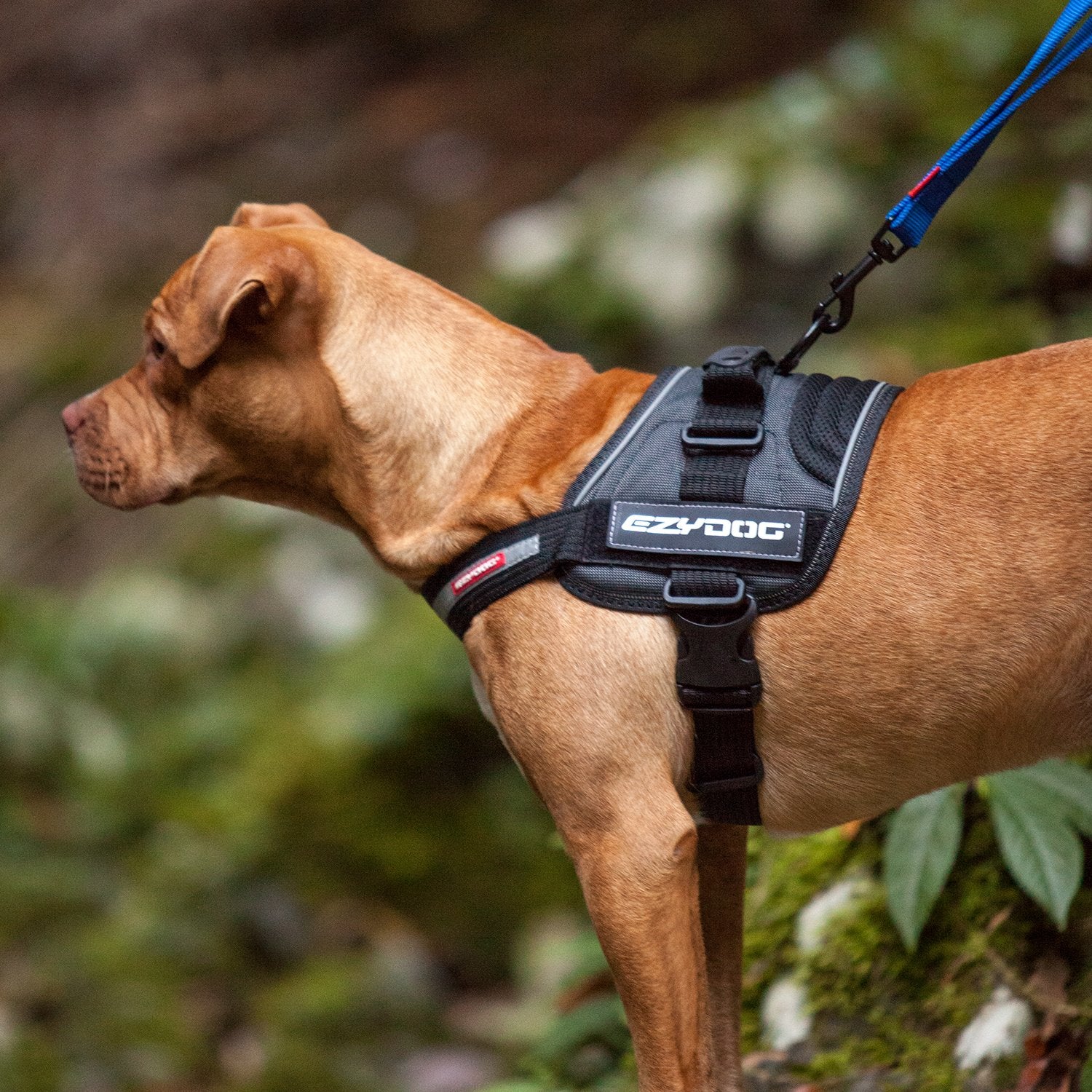 EzyDog Convert small charcoal soft cotton lining keeps dogs comfortable on long trails