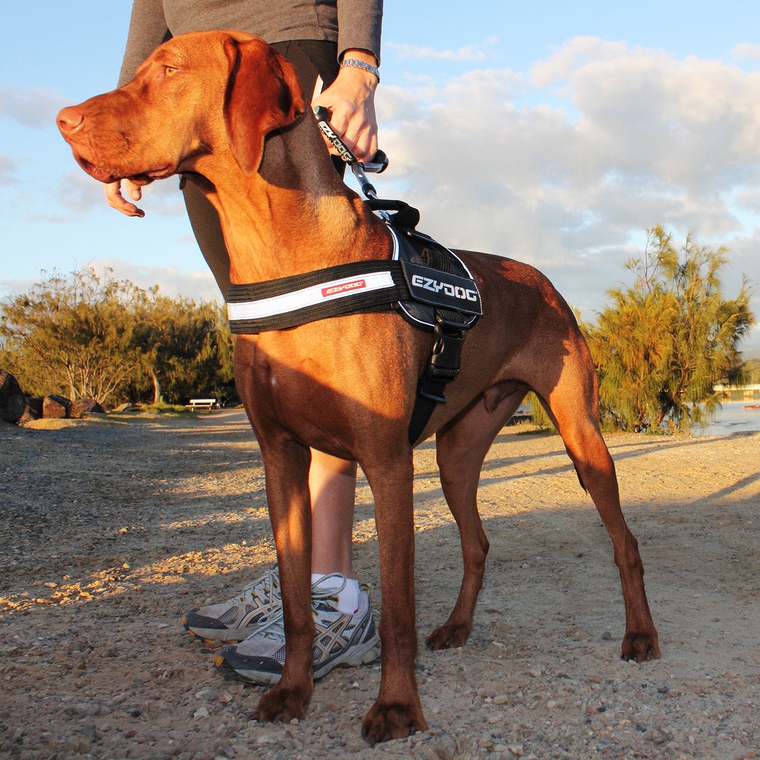 EzyDog Convert small charcoal soft-touch handle adds control when needed on trails