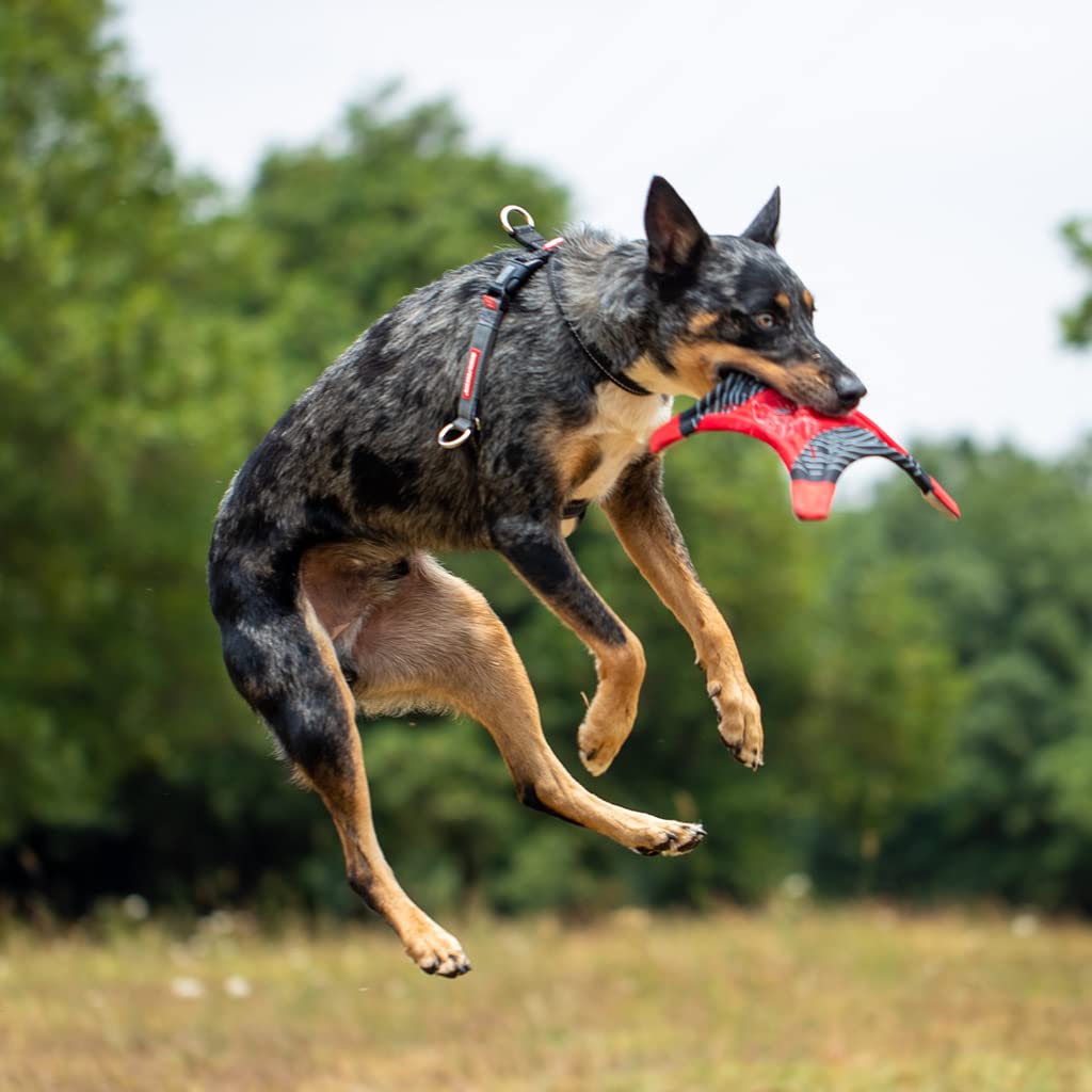 EzyDog Crosscheck figure-8 design emphasizes escape-prevention during walks