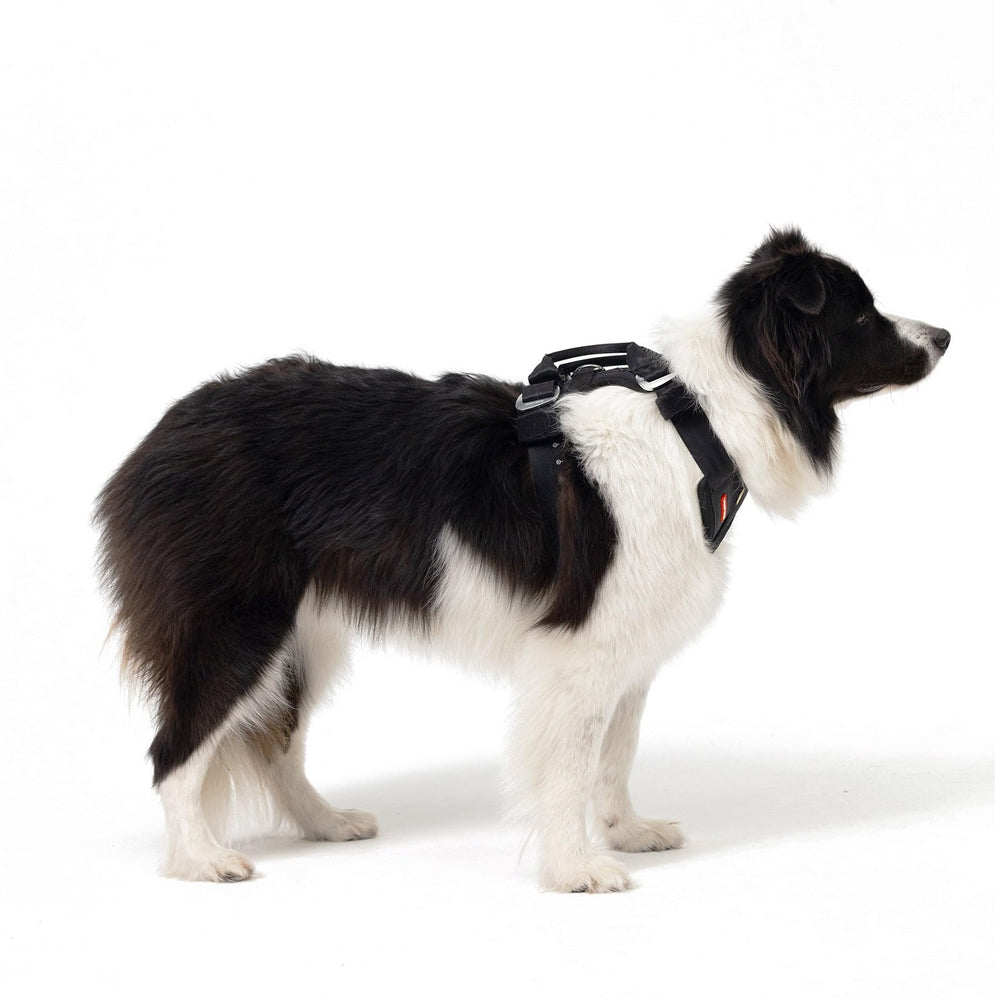 EzyDog Drive harness ready for in-car to outdoor transitions