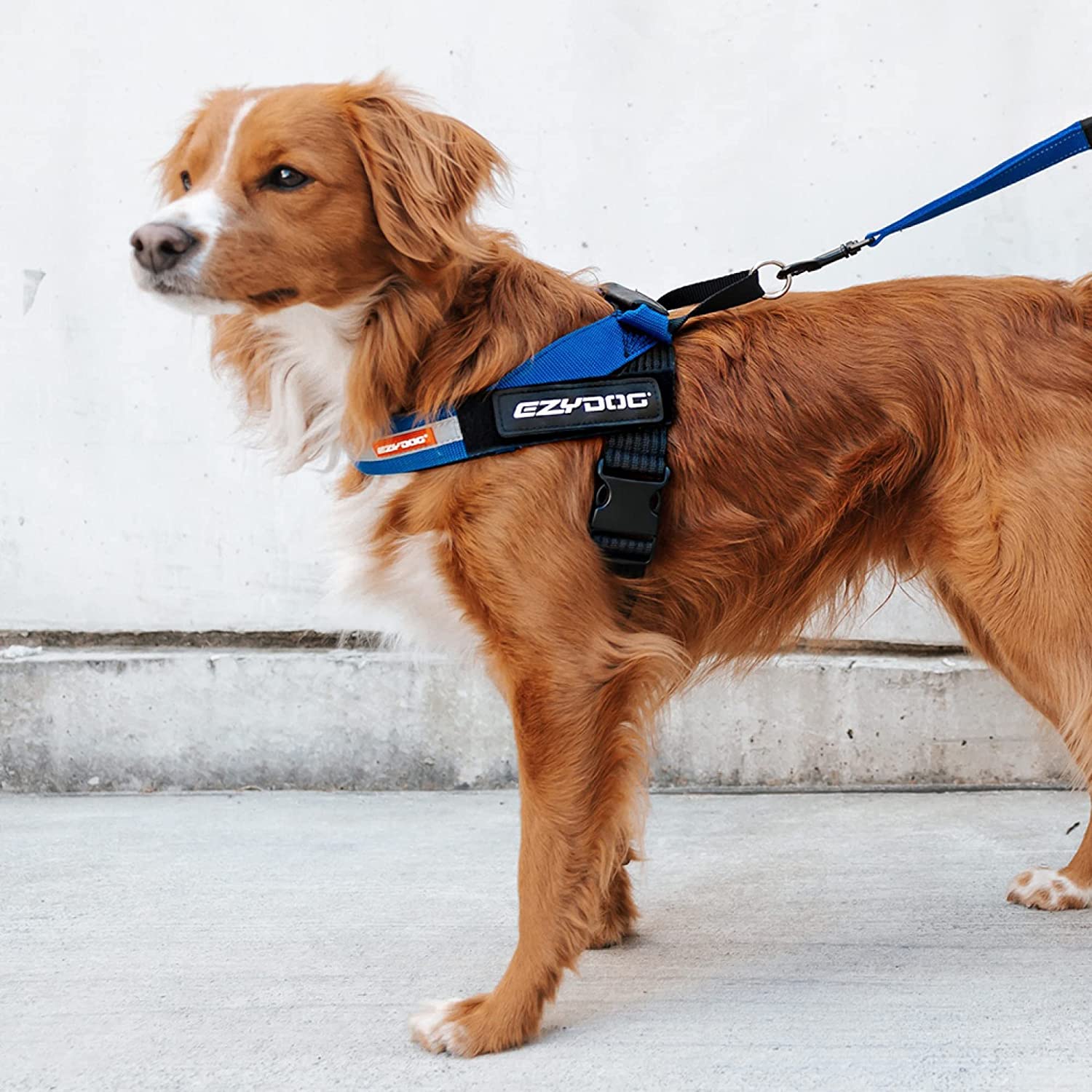 EzyDog Express harness grip-handle for close control during outdoor adventures.