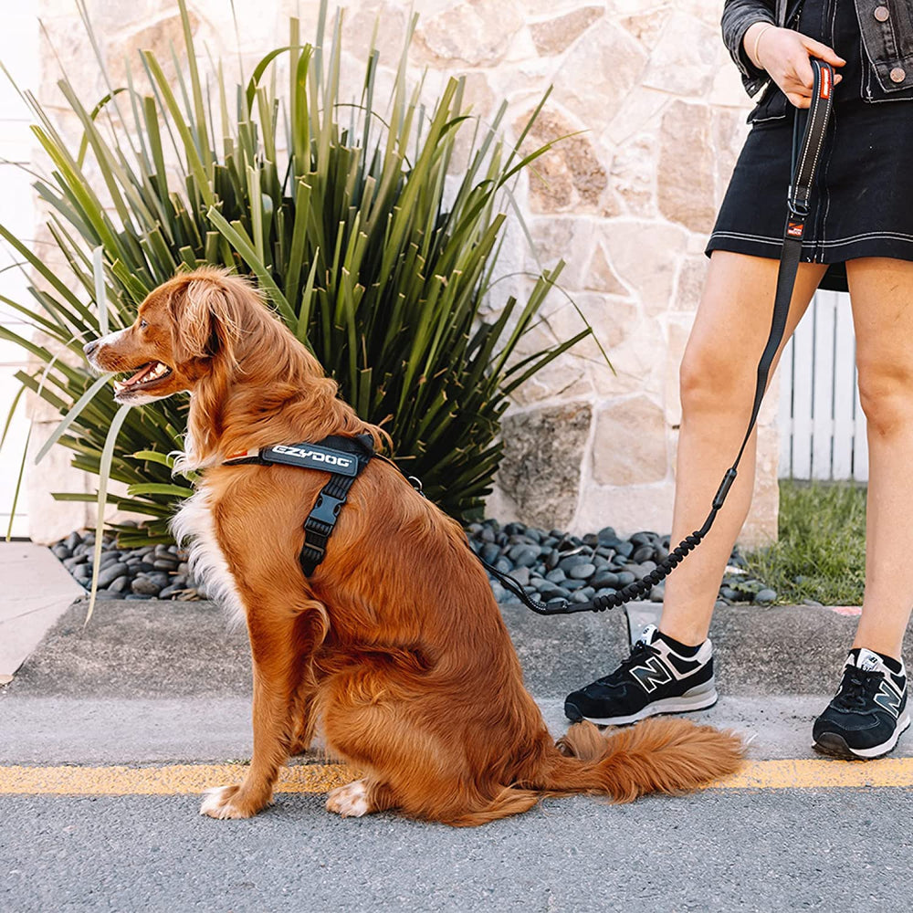EzyDog Express Harness reflective-stitching boosts visibility for night strolls.
