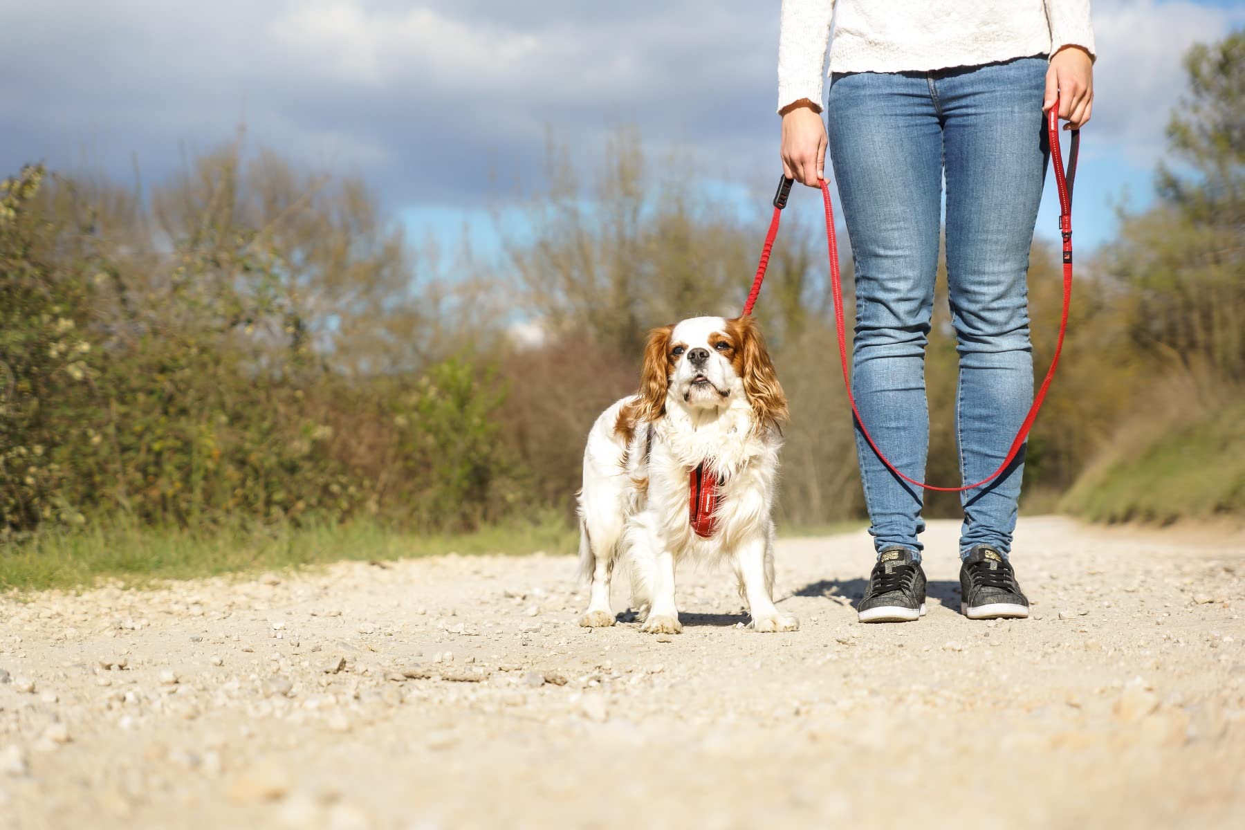 EzyDog Zero Shock Lite Leash D-ring for easy accessory attachment.