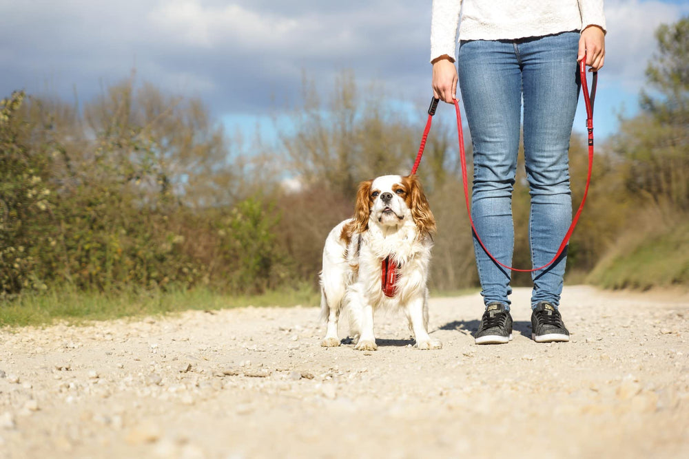 EzyDog Zero Shock Lite Leash D-ring for easy accessory attachment.
