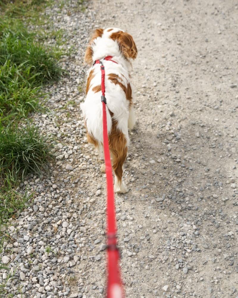 EzyDog Zero Shock Lite Leash suitable for small dogs under 26 lbs.