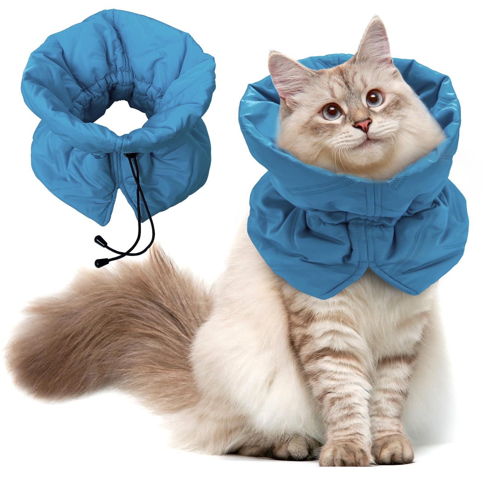 FACULX cat recovery collar Lake Blue worn, protecting surgical wounds while cat relaxes.
