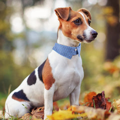 Faleela neck-measurement guide image helps fit the collar accurately