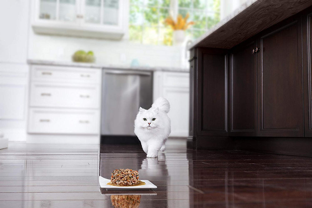 Adult cat enjoying Fancy Feast as part of a balanced meal