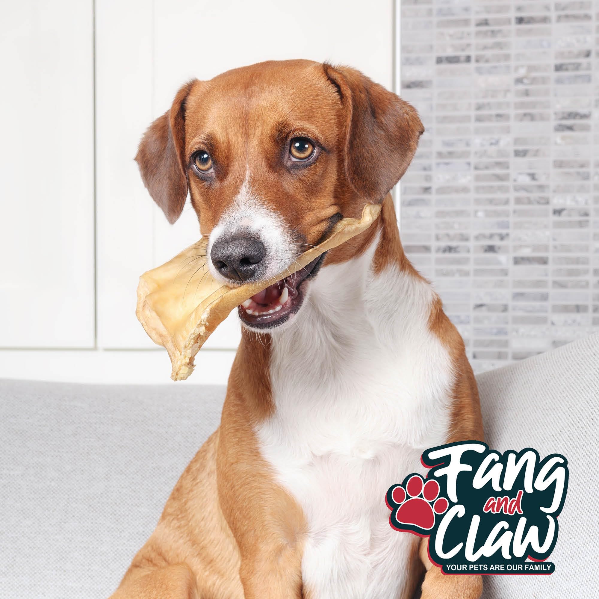 Fang and Claw buffalo ears being chewed demonstrates satisfying natural snack for strong chewers.