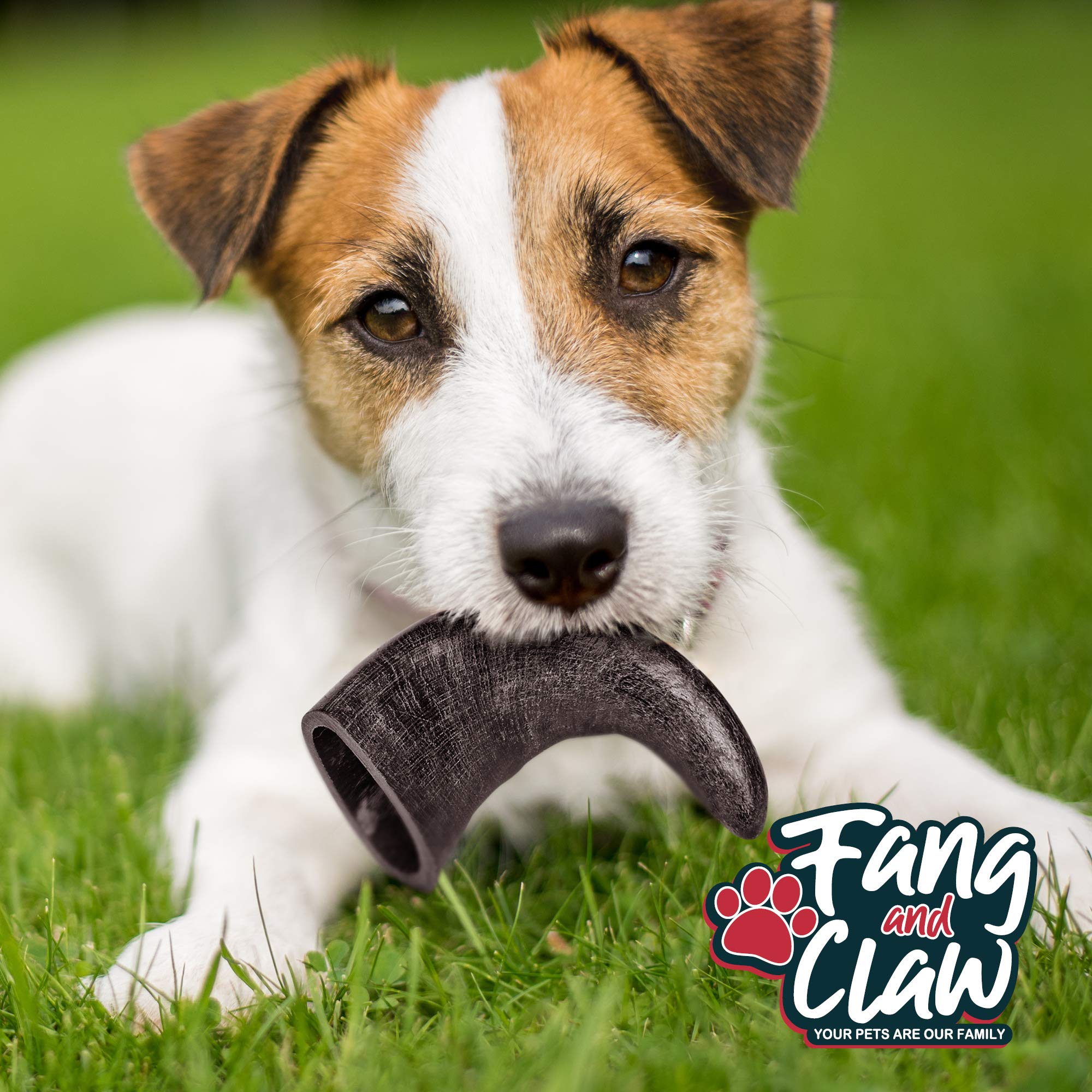 Fang and Claw suitable for moderate to aggressive chewers and regular chewing sessions