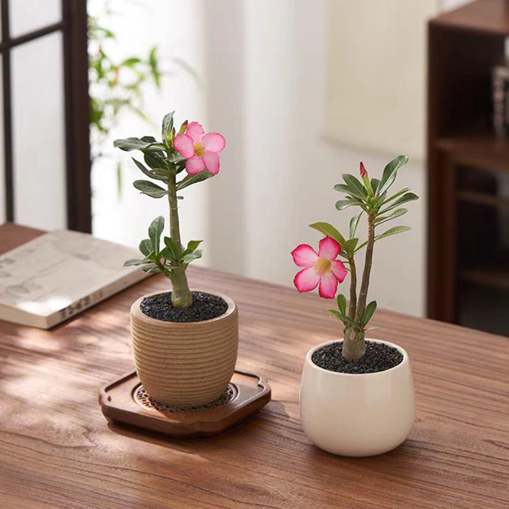 FANTIAN decorative sand for vases and candles adds modern decor flair