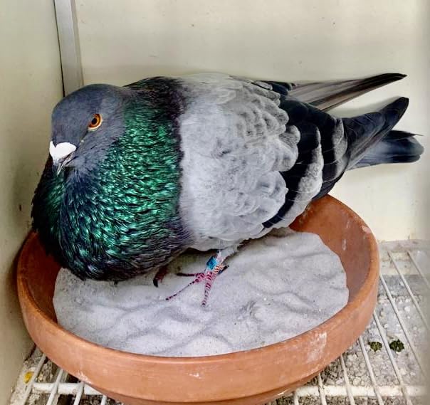 Farmalab Probiotics Extra Strength pigeons close-up signaling digestive health support.