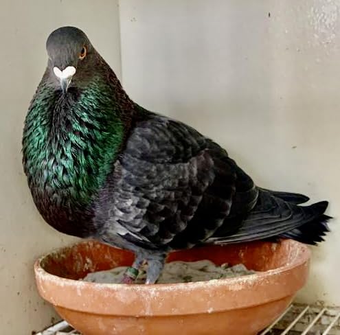 Farmalab Probiotics Extra Strength pigeons minerals and ginger for overall effectiveness.