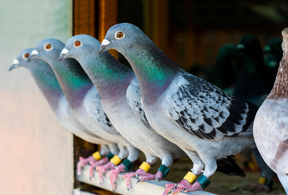 Farmalab Probiotics Extra Strength pigeons packaging highlights 100 tablets for long-term use.
