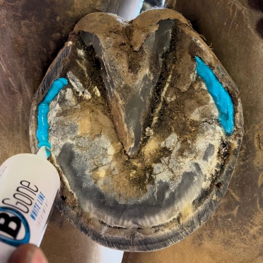 Farrier applying B Gone White Line Treatment at the barn for hoof maintenance.