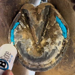 Farrier applying B Gone White Line Treatment at the barn for hoof maintenance.