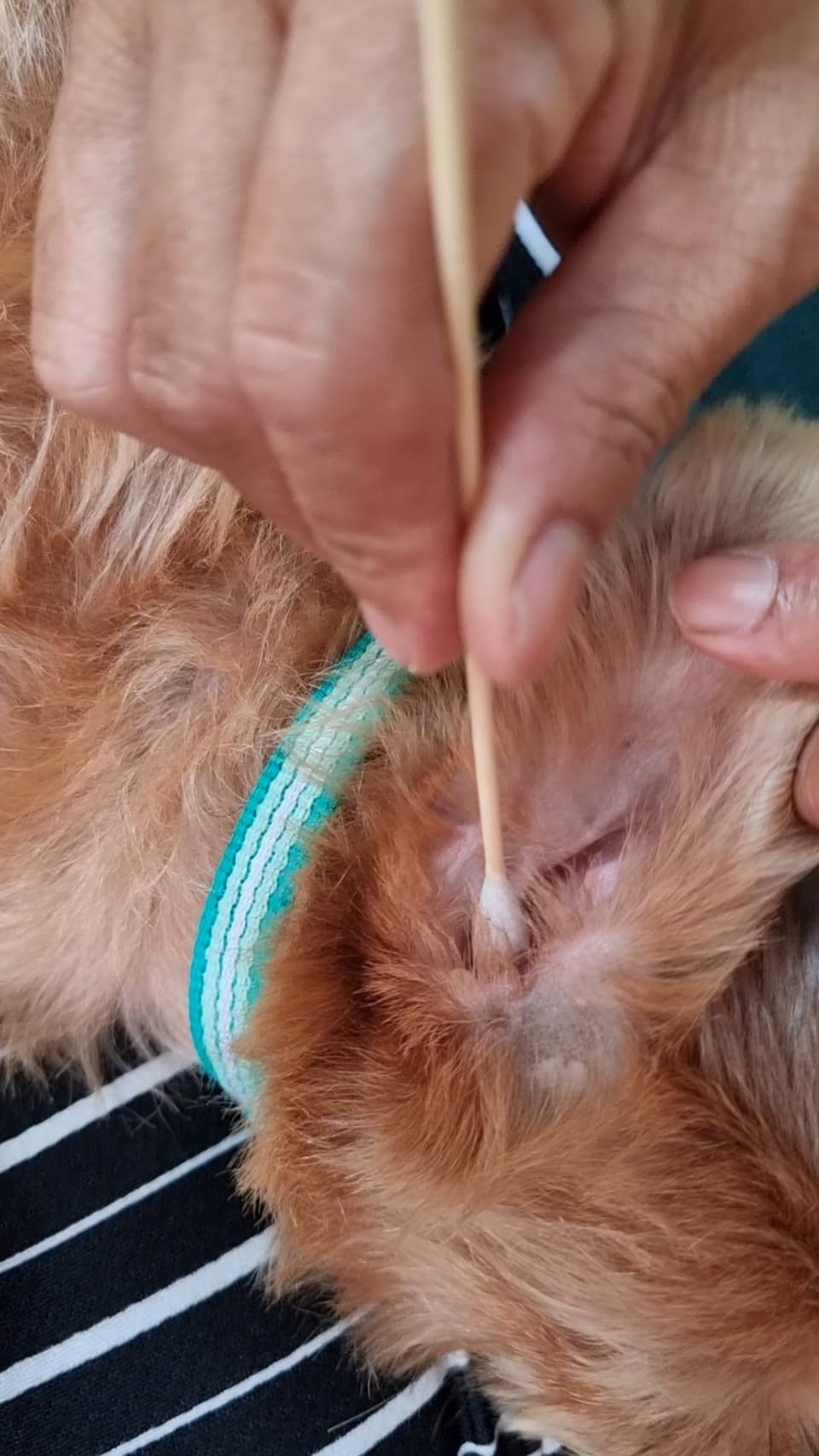 Fast Life tips show safe use around a dog's face.